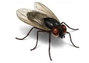 حيل ذكية تمنع دخول الذباب إلى البيت