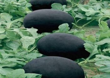  عكس المتوقع .. هل سمعت بـ”البطيخ الأسود” الأغلى في العالم ؟