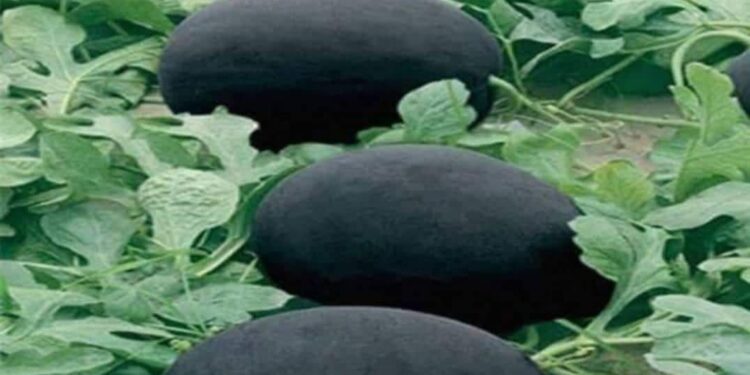 عكس المتوقع .. هل سمعت بـ”البطيخ الأسود” الأغلى في العالم ؟
