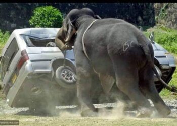 اغرب الحوادث….فيل يقتل سيدة هندية ويمزق جسدها مرتين لقسوتها مع الفيلة