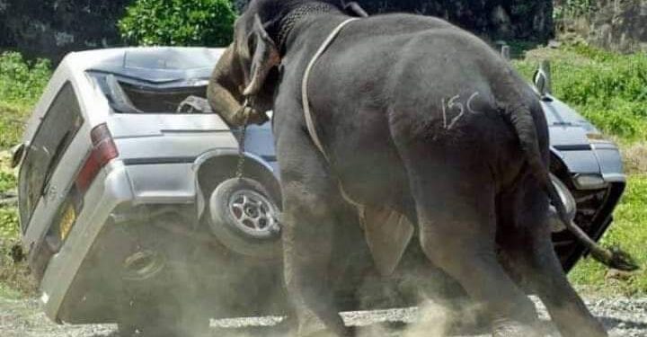 اغرب الحوادث….فيل يقتل سيدة هندية ويمزق جسدها مرتين لقسوتها مع الفيلة