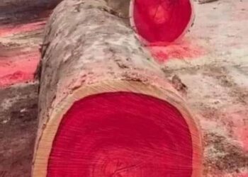 تعرف على شجرة دم التنين الأكثر شهرةوتميزا أين تتواجد