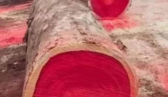 تعرف على شجرة دم التنين الأكثر شهرةوتميزا أين تتواجد