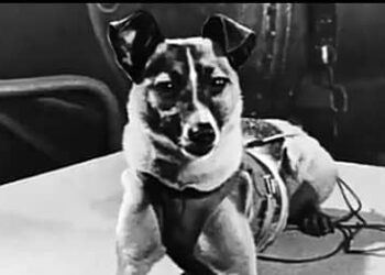 الكلبة لايكا اول كائن حي يغزو الفضاء ..