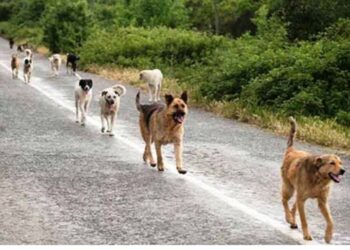 ظاهرة الكلاب السائبة وحملة قنصها بقلم رفيق بالرزاقة نابل