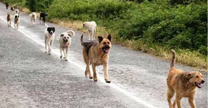 ظاهرة الكلاب السائبة وحملة قنصها بقلم رفيق بالرزاقة نابل