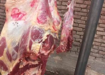 ضبط 16كيلو لحوم ذبح خارج المجزر وتوجد عليها اختام غير حكومية وتحرير6 محاضر باسنا جنوب الأقصر