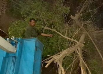 سقوط شجرة فوق أسلاك الكهرباء بمنطقة نجع الخطباء بمدينة الأقصر
