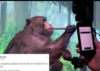 بعد التجربة على قرد.. إيلون ماسك يؤجل إقامة عرضه الخاص بزرع رقاقات في أدمغة البشر