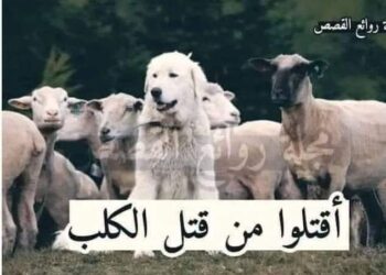 أقتلوا من قتل الكلب!!