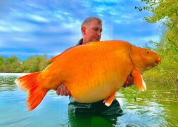 صدق ولا تستغرب .. اصطياد سمكة ذهبية عملاقة وزنها أكثر من 30 كيلوغراماً