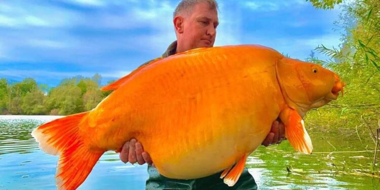 صدق ولا تستغرب .. اصطياد سمكة ذهبية عملاقة وزنها أكثر من 30 كيلوغراماً