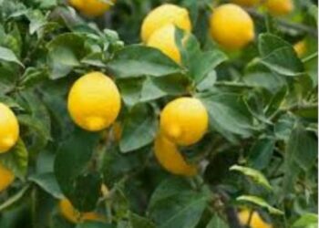 لسا اللمون عطشان بقلم الشاعر نسيم الزراع