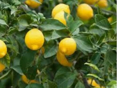 لسا اللمون عطشان بقلم الشاعر نسيم الزراع