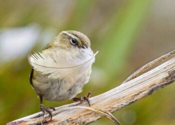 طائر النمنمة يفوز بجائزة الطائر العام في نيوزيلندا بقلم أسامة خليل
