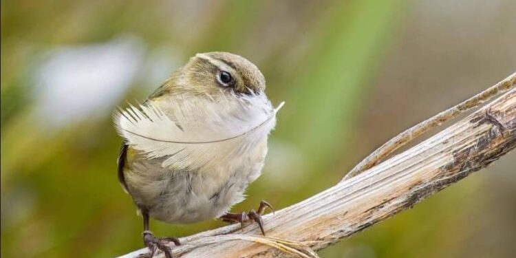 طائر النمنمة يفوز بجائزة الطائر العام في نيوزيلندا بقلم أسامة خليل
