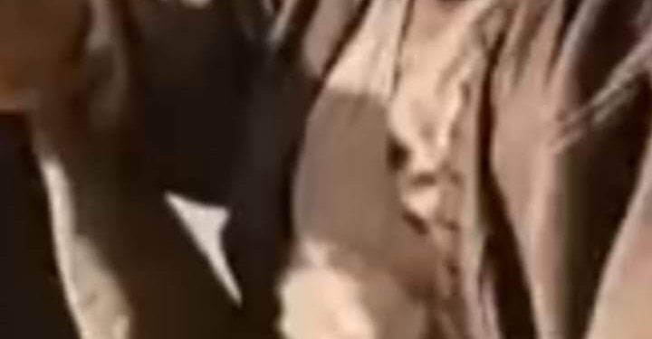 عابر سبيل بقلم الشاعر رأفت عبد العال