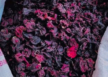 ذهب الأقصر الأحمر…