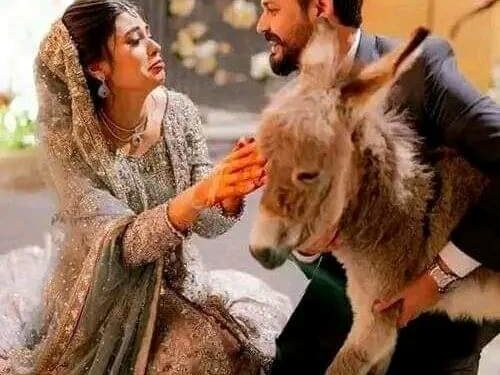 صدق ولا تستغرب.. عريس يقدم هدية غريبة لزوجته ليلة الزفاف