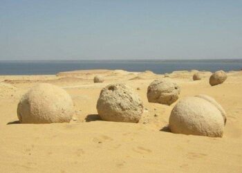 وأدى البطيخ …