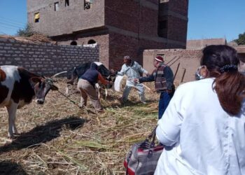 بيطري الأقصر تحصين 21000حيوان ضد الحمى القلاعية وحمى الوادي المتصدع بقلم حماده النجار السليمي مصر