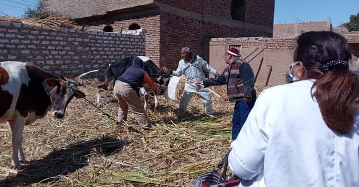 بيطري الأقصر تحصين 21000حيوان ضد الحمى القلاعية وحمى الوادي المتصدع بقلم حماده النجار السليمي مصر