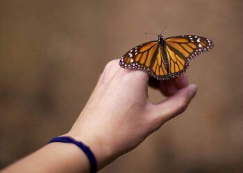 الروس بصدد تطوير علاج لـ “مرض الفراشة” الوراثي النادر