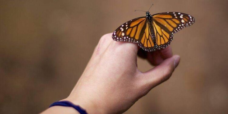 الروس بصدد تطوير علاج لـ “مرض الفراشة” الوراثي النادر