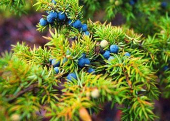 دراسة تكشف عن نبتة صينية مضادة للأورام الخبيثة