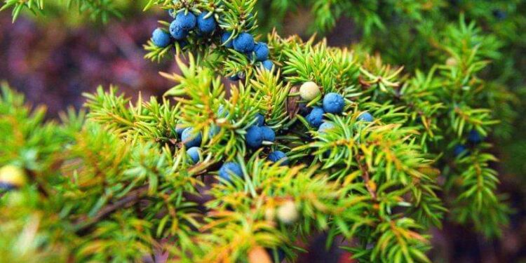 دراسة تكشف عن نبتة صينية مضادة للأورام الخبيثة