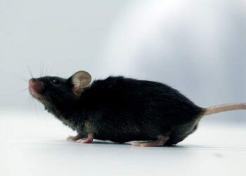 صدق ولا تستغرب .. علماء ينجحون في إعادة فئران مختبر “إلى شبابها”