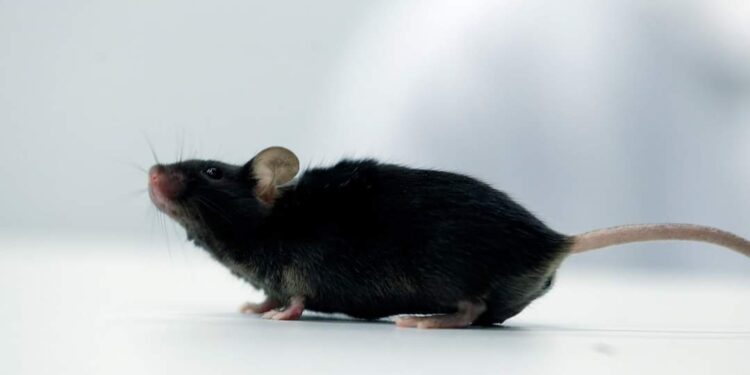 صدق ولا تستغرب .. علماء ينجحون في إعادة فئران مختبر “إلى شبابها”