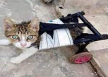 الكينغ يكتب (مِينُو – كُوراج):