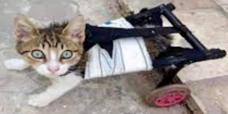 الكينغ يكتب (مِينُو – كُوراج):