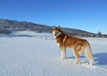 كلبي هاسكي يتسببان بموت صاحبهما وهو يبحث عنهما في الجبال
