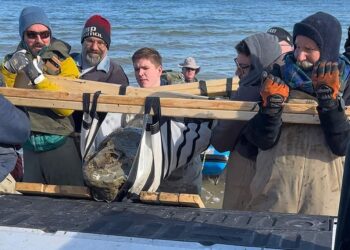 العثور على جمجمة حوت تعود إلى 12 مليون عام