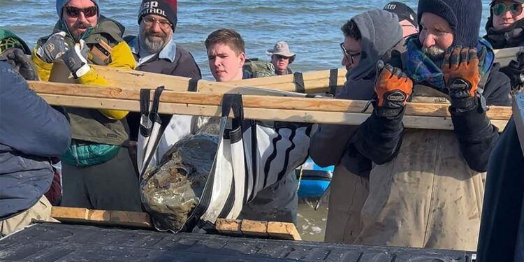 العثور على جمجمة حوت تعود إلى 12 مليون عام