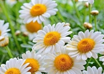 حقائق لا تعرفها عن زهرة البابونج .. نبتة صغيرة بمفعول سحري