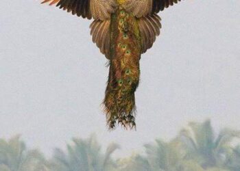 بقعة ضوء بقلم الشاعرة إنجيلا درويش