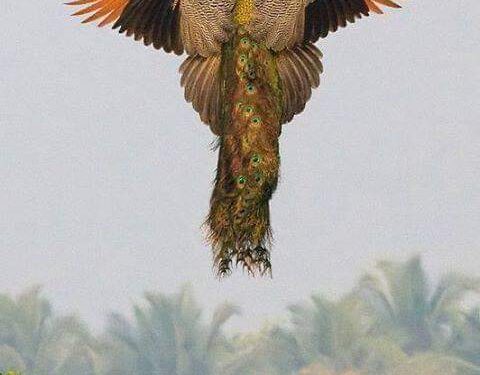 بقعة ضوء بقلم الشاعرة إنجيلا درويش