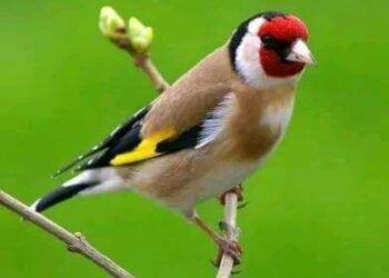 بتنفسك نسمة …