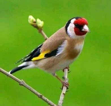 بتنفسك نسمة …