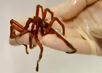 عناكب البحر أمل البشر في استرجاع ما يُبتر من أعضائهم