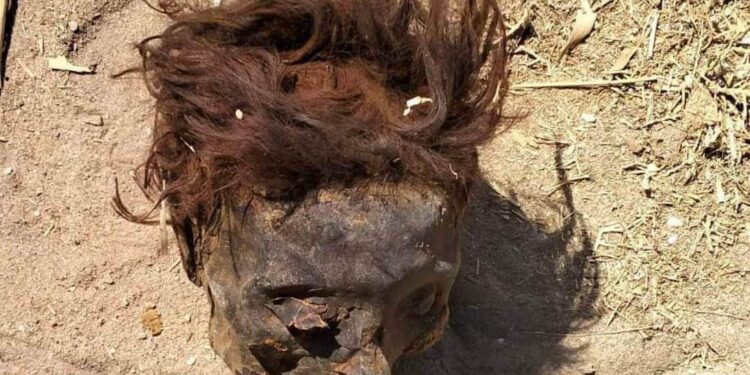 رأس مجهولة الهوية تثير زعر بين الأهالي في مركز ومدينه الطود بالأقصر