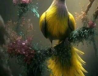 مش حمل دموع …