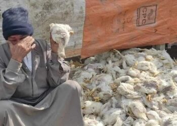 نفوق 20 ألف فرخه بسبب علف مسرطن…