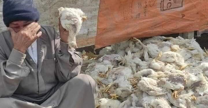 نفوق 20 ألف فرخه بسبب علف مسرطن…