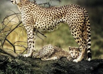 نمر يهاجم 5 أشخاص ويتسبب لهم بإصابات داخل قاعة محكمة