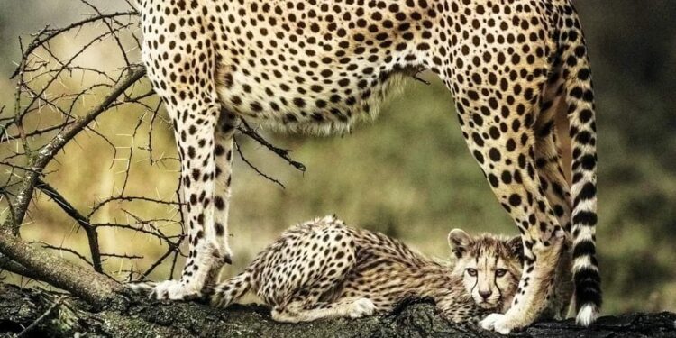 نمر يهاجم 5 أشخاص ويتسبب لهم بإصابات داخل قاعة محكمة