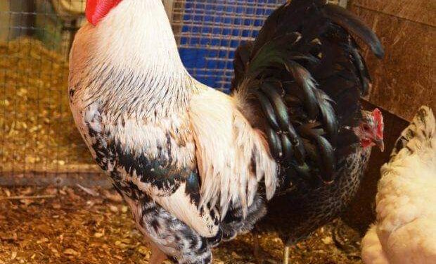 خلافا للمعتقد الشائع ” .. تناول هذه الأجزاء الأربعة من الدجاج .. تسبب السرطان